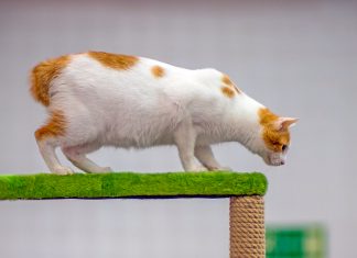 gato Bobtail japonés