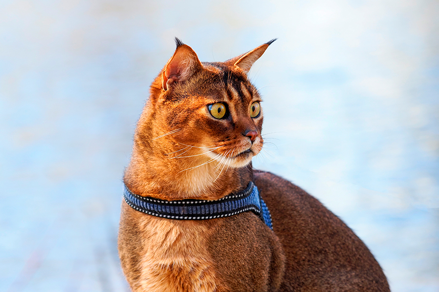 Gatos Caracal Raza