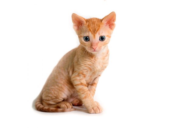 El Bobtail Japonés | Guía completa de la raza