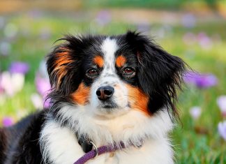 perro con mucho pelo