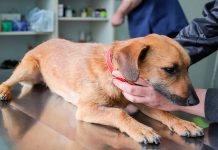 perro en consulta veterinaria