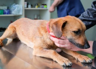 perro en consulta veterinaria