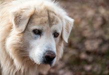 perro blanco con mucho pelo