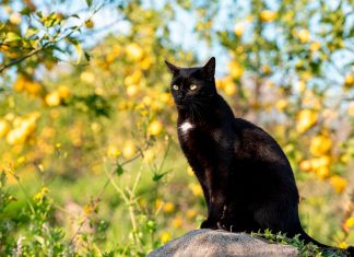 gato feral