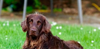 perro con insuficiencia renal