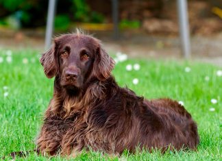 perro con insuficiencia renal