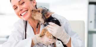 perrito en consulta veterinaria