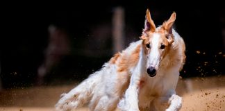 perro corriendo