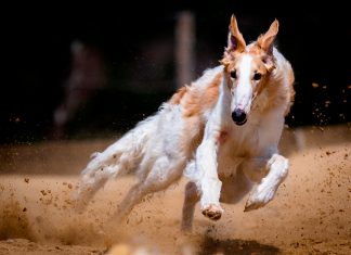 perro corriendo