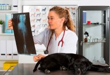 perro en clinica veterinaria