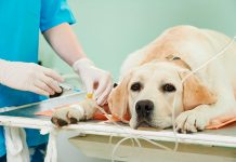 perro en el veterinario