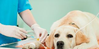 perro en el veterinario