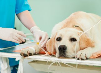 perro en el veterinario