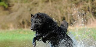 perro jugando en el agua