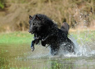 perro jugando en el agua