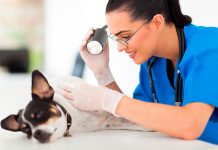 veterinaria examinando un quiste en un perro