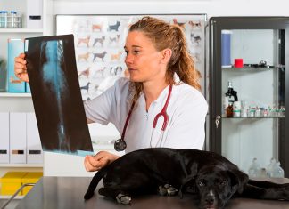 veterinario revisando patas traseras de perro