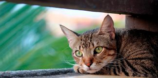 gato descansando a la sombra