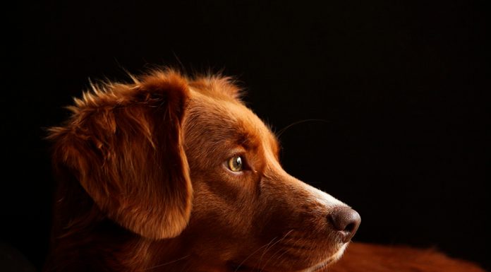 perro asustado