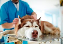 perro en clínica veterinaria