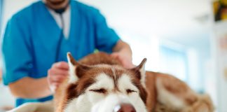 perro en clínica veterinaria