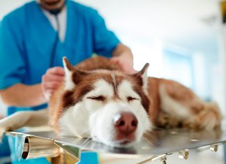 perro en clínica veterinaria