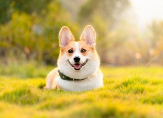 perro en el campo