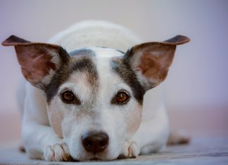 perro observando