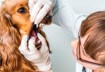 veterinario revisando dientes de perro