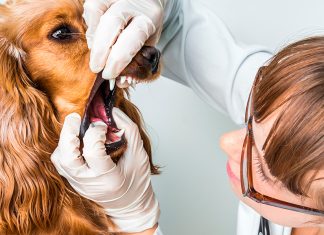 veterinario revisando dientes de perro