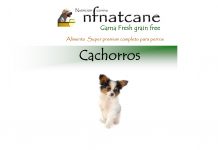 cachorros