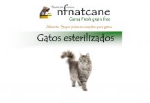 gatos esterilizados