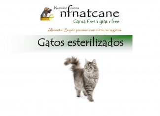 gatos esterilizados