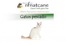 gatos pescado