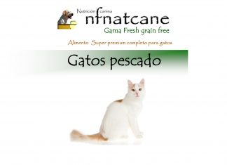 gatos pescado