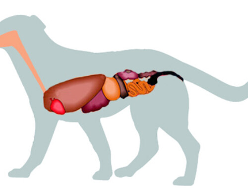 Fisiologia geral do aparelho digestivo do cão