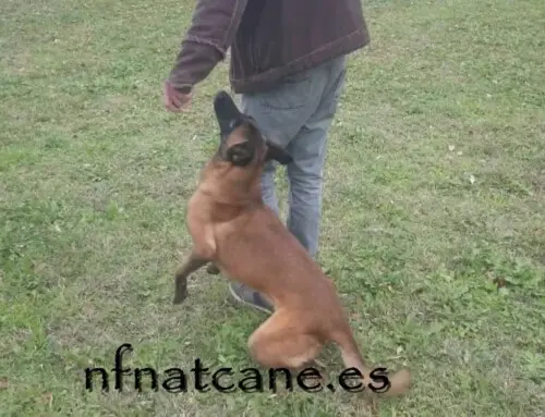 Exercício de obediência, controlo, rapidez e precisão