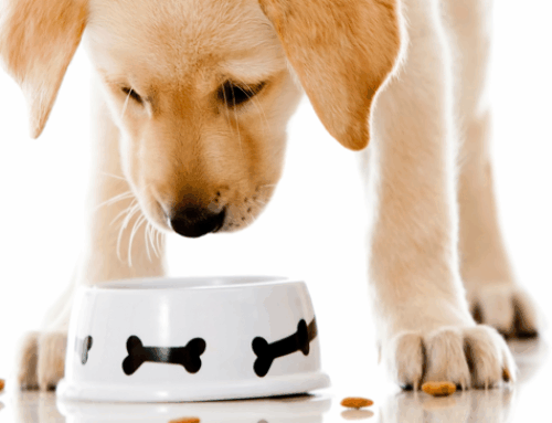 Como escolher o melhor produto para o seu cão