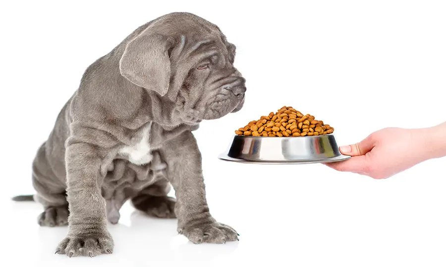 cachorro de perro junto al pienso cachorro de perro junto al pienso