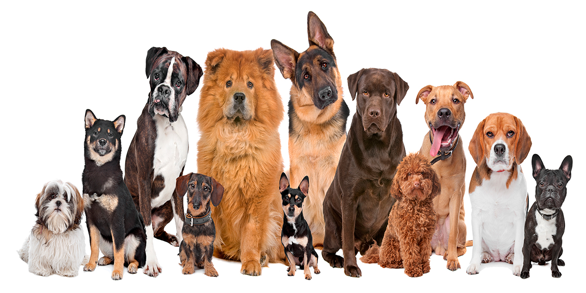 mejor comida para perros