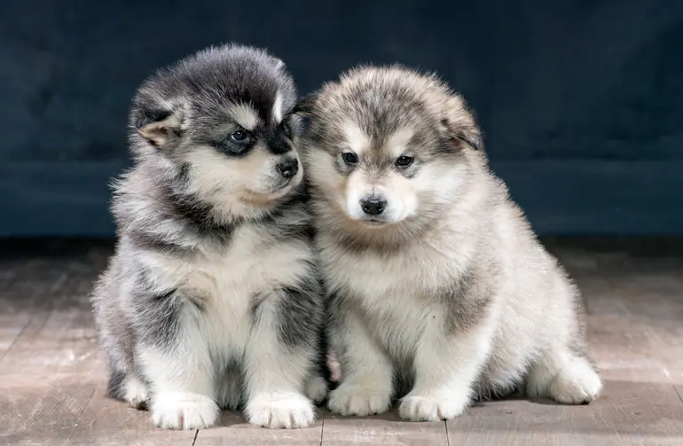 Cachorro de Alaskan Malamute