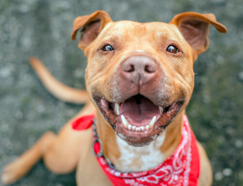 American Pitbull Terrier, un amigo para toda la vida
