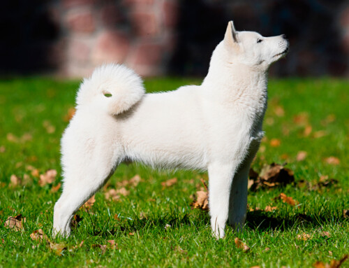 Principales razas de perros Japoneses