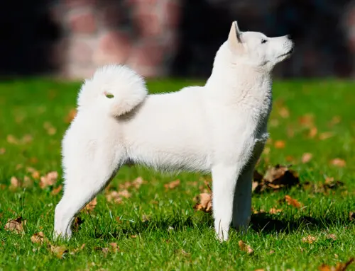 Principales razas de perros Japoneses