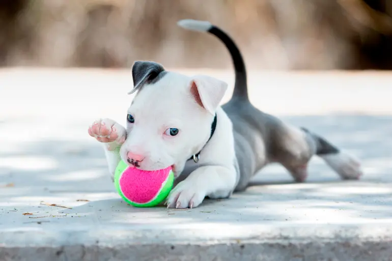 cachorro de perro pitbull jugando con una pelota