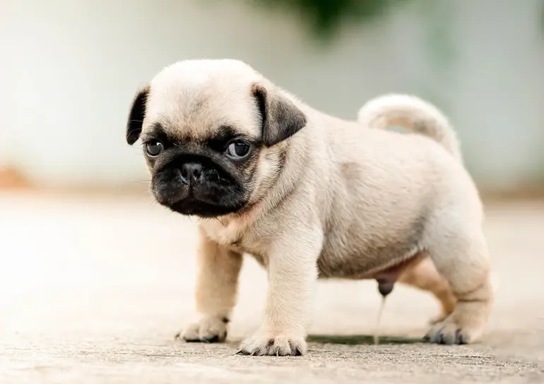 cachorro orinando en la calle