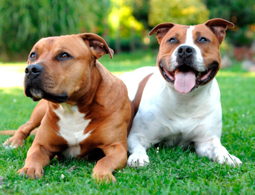 American Staffordshire Terrier
