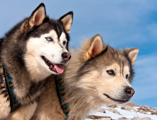 Alaskan Malamute: cariñoso, jugueton y de aspecto lobuno