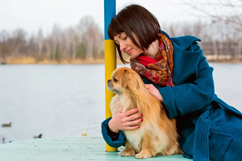humana acariciando a perro pekines humana acariciando a perro pekines