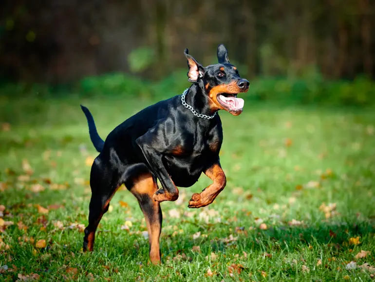perro doberman corriendo